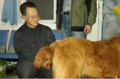 为吸人眼球盈利,黑心狗贩让泰迪和藏獒产下后代,随后天价售卖