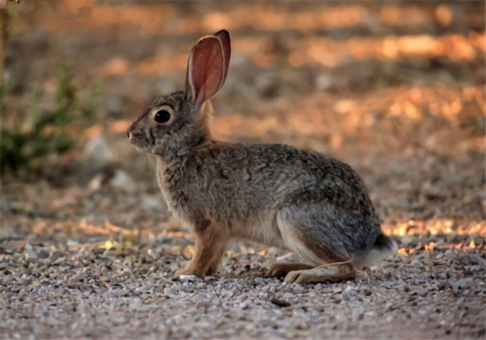 沙漠棉尾兔身份信息
