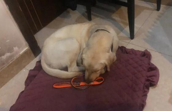 10岁退役导盲犬不愿与主人分开,临行前…它拼命爬回主人脚边!