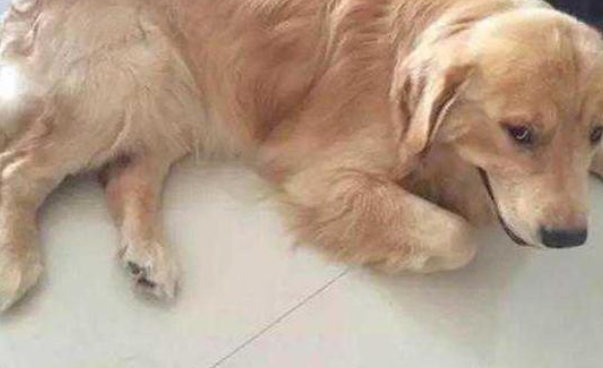 主人家给狗狗买回来新软垫，可见到尺寸后，金毛狗寒心：淘宝买家秀和商家秀