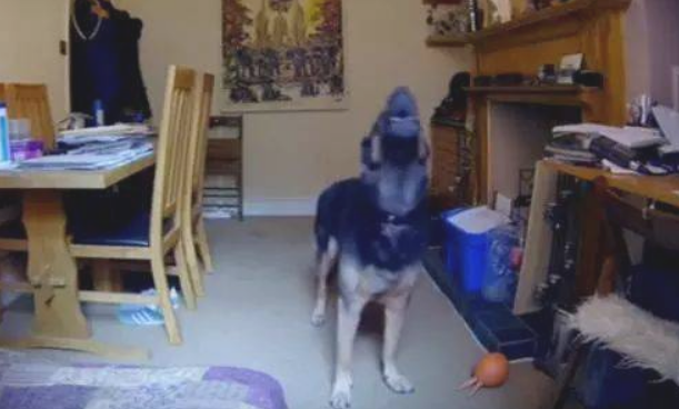 见到小狗独自在家痛楚焦虑情绪的模样，主人家确实心痛的嚎啕大哭！