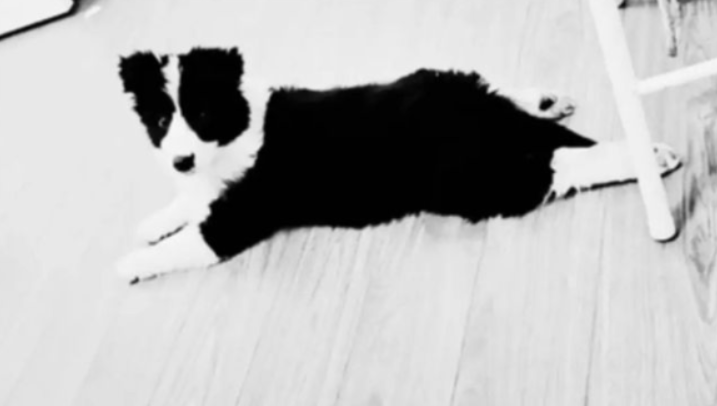 宠物狗吓哭小孩被家长摔死 犬主回应:自己有部分责任