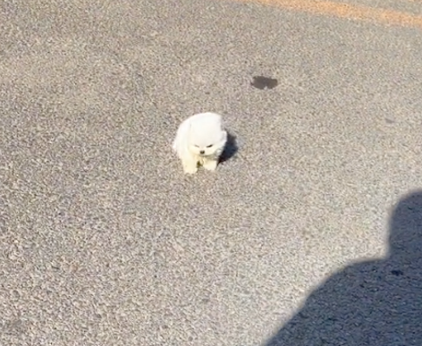 一阵大风吹过来,狗狗被吹倒还在地上连翻好几个滚,心疼又好笑!