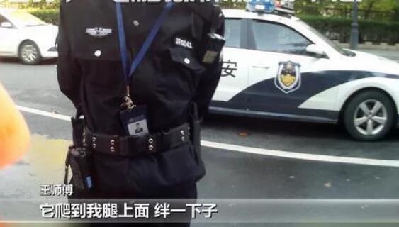 环卫工被狗拌了一下 狗主人给我的狗三鞠躬道歉
