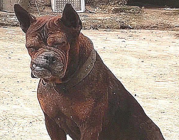 巨型犬跟土狗打架斗殴,认为平稳,結果脸都挨打歪掉了,真戳心