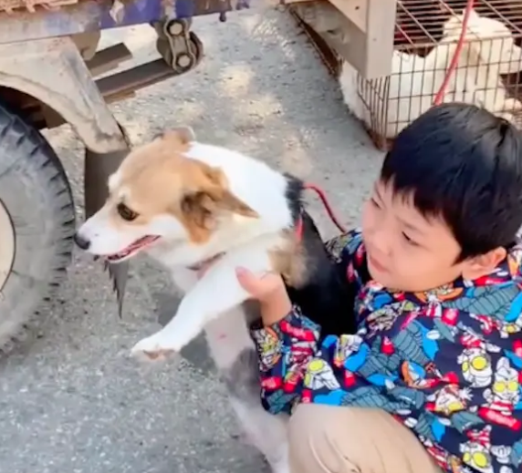 狗肉车上的狗狗求救儿子,妈妈将它买下来,当晚就给了他们惊喜!