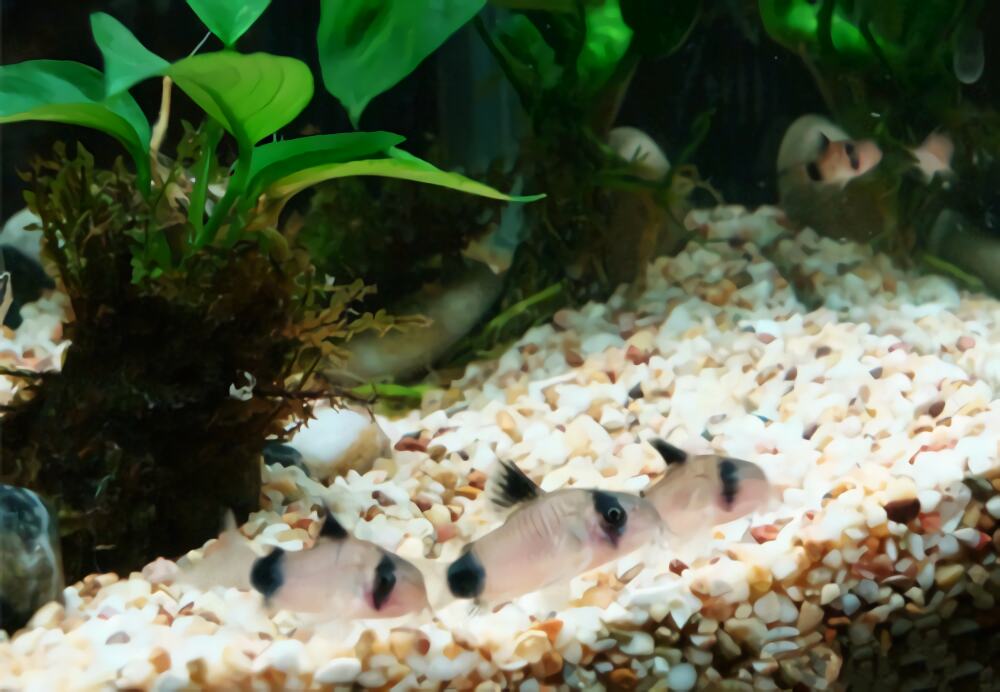 熊猫鼠身份信息