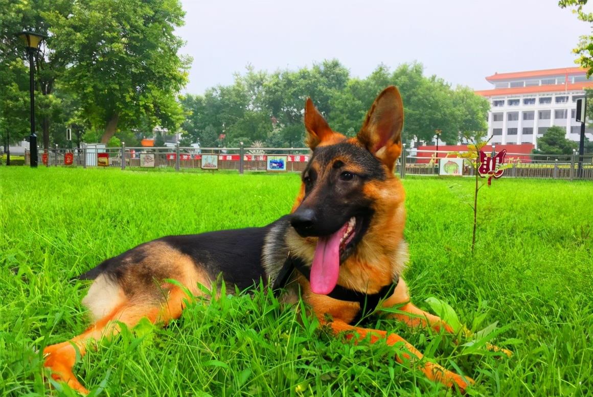 全世界公认5大“出色警犬”,中国犬种榜上有名