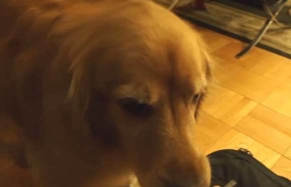 超现实黄金猎犬 主人回家热情迎接后要拿礼物