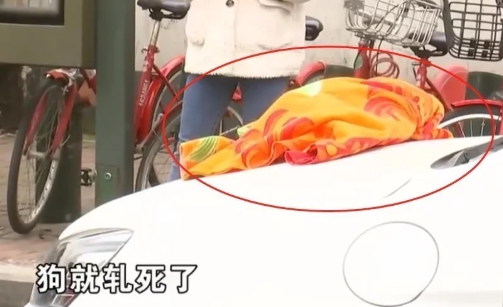 女子遛狗不拴绳被出租车撞死,拦着车主不让走:赔我一个一样的