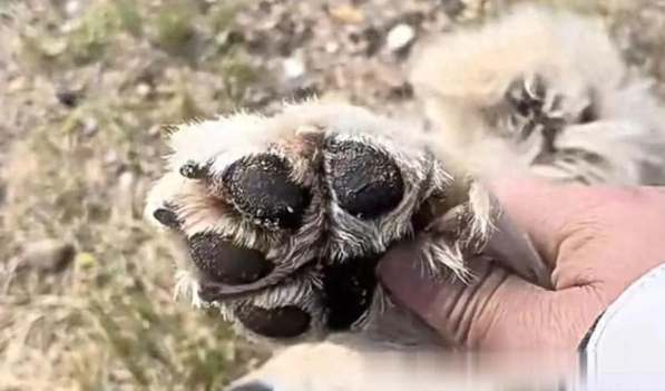 路上捡到一只死活不走的流浪狗，四条腿都磨破皮了