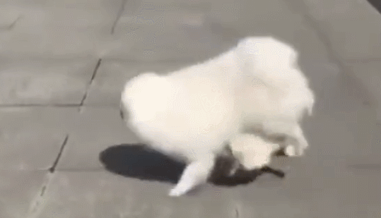 这狗狗教坏在碰瓷，个人行为还很浮夸，路人和狗都被吓傻了