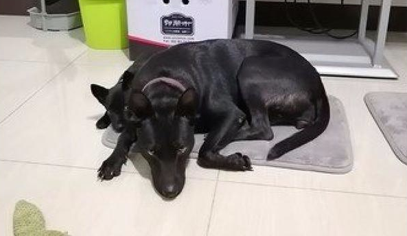 小狗犯错后躲在狗妈妈背后,小目光太搞笑!狗妈:看谁敢动我娃!