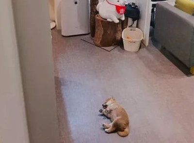 美甲店邀请小柴犬上班,这小奶狗却超不敬业,第一天上班就在店里睡大觉