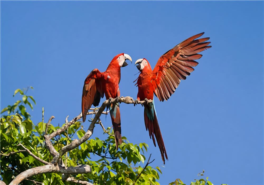 绿翅金刚鹦鹉身份信息