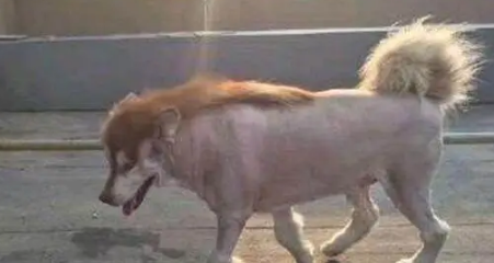 主人因出差,把阿拉斯加犬寄养在父亲家,回来接时狗狗变成这模样