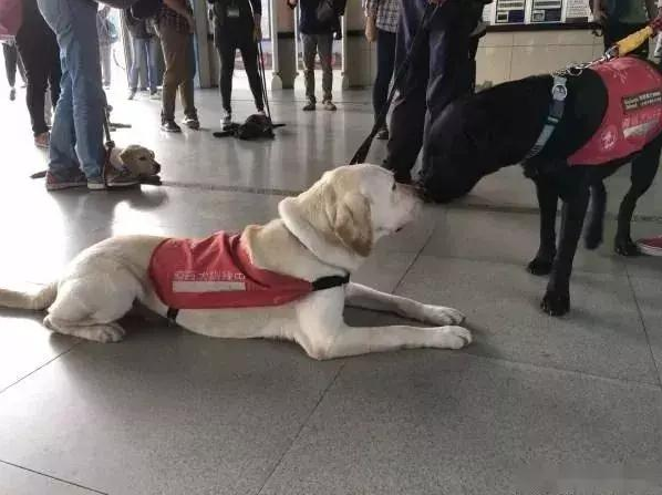 乘坐地铁偶遇一群拉布拉多,原先是导盲犬小小的见习生!