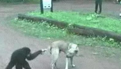 悟空捉弄哮天犬，猴子调戏狗，狗一吠，猴溜得无影