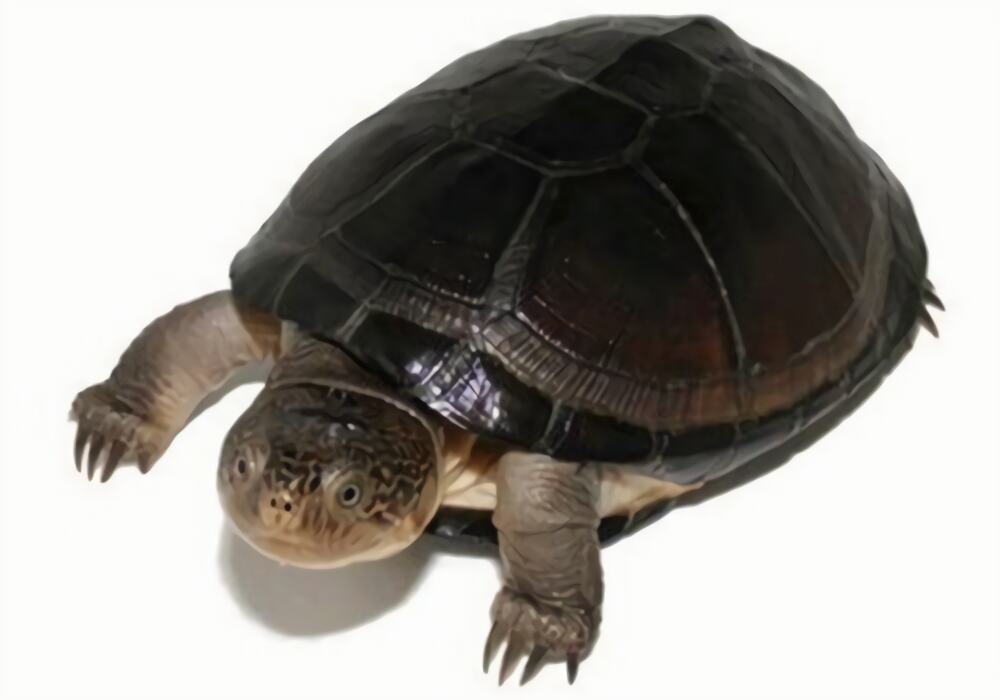 东非侧颈龟身份信息