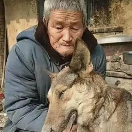 养了十三年的老土狗突然去世,老人含泪将其埋葬