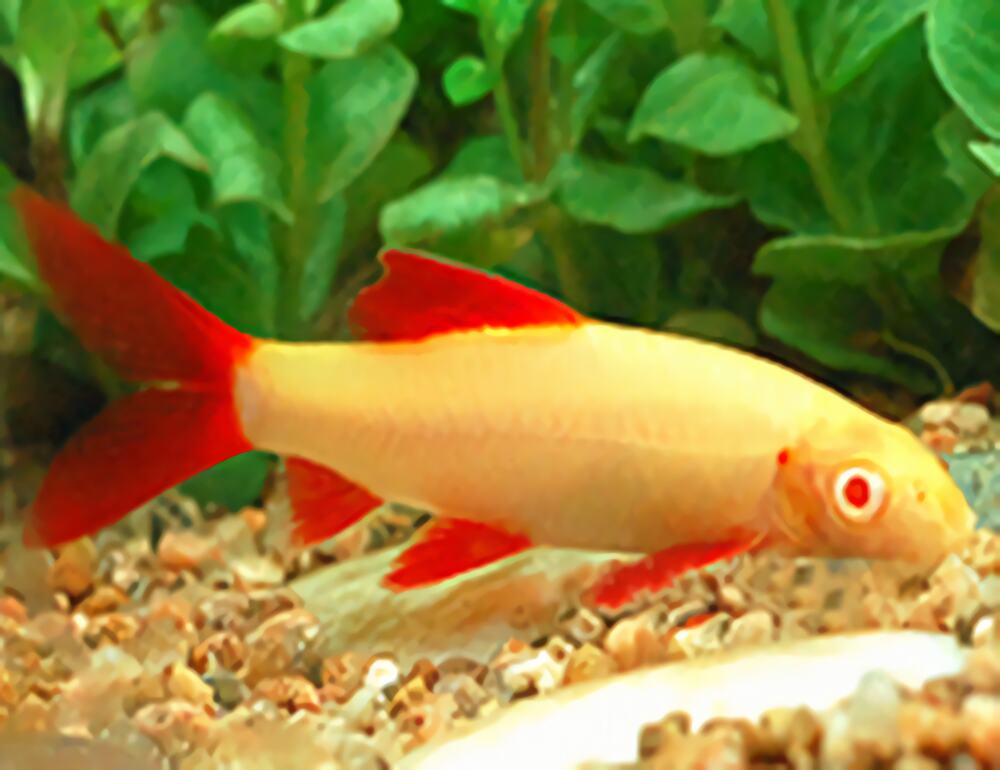 彩虹鲨身份信息