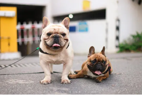 八哥犬一年的费用 | 女子养双手都数不完的巴哥犬,就算每年花十几万都愿意令人赞爆