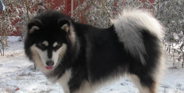 阿拉斯加遇到大狗挺身而出:主人你往后点,一会儿别崩身上血!