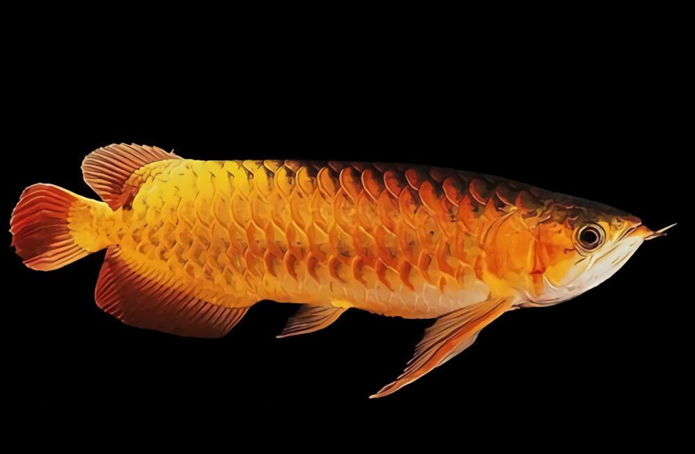 橙红龙鱼身份信息