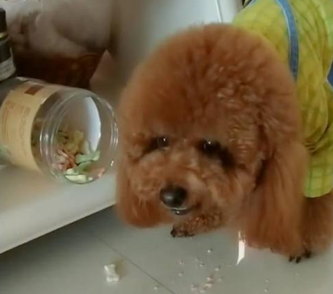 泰迪偷吃蛋糕被抓,主人罚狗狗面壁思过,泰迪:偷食技术性要提升