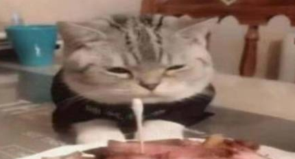 猫咪看着五花肉蛋糕发愁,难道猫生就此结束?“我怕是条狗吧”