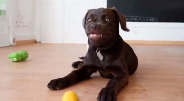 狗狗表情十分古怪，应对笑容还咬牙切齿，一看地面上的青柠檬秒搞清楚