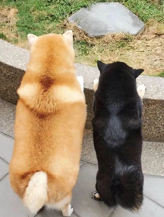 女子带柴犬外出散散步,却总被别人误以为是海象:这身型用心的吗?