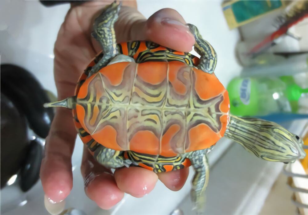 西部锦龟身份信息