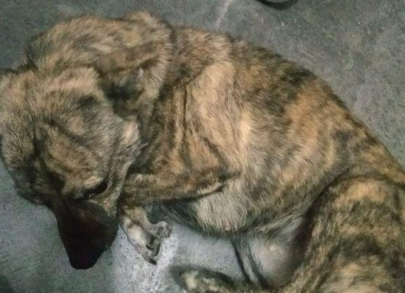 流浪犬冻破了跑家来蹭暧气片,一见到照片后,朋友:这货不易