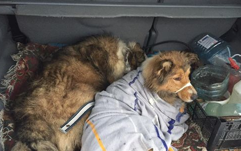 同伴受伤卡铁轨 牧羊犬保护同伴不离不弃