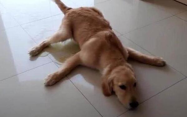 小狗狗被打扮成公主，乖乖躺在萌窝里，心已经被狗萌化！