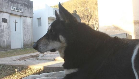 忠犬依靠自己寻找主人墓葬,独自一人守墓十一年,过世后差点儿和主人合墓