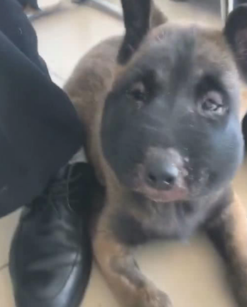 小伙带狗外出,阔别5分钟后出现意外产生,小伙怀着狗立即往医院门诊跑