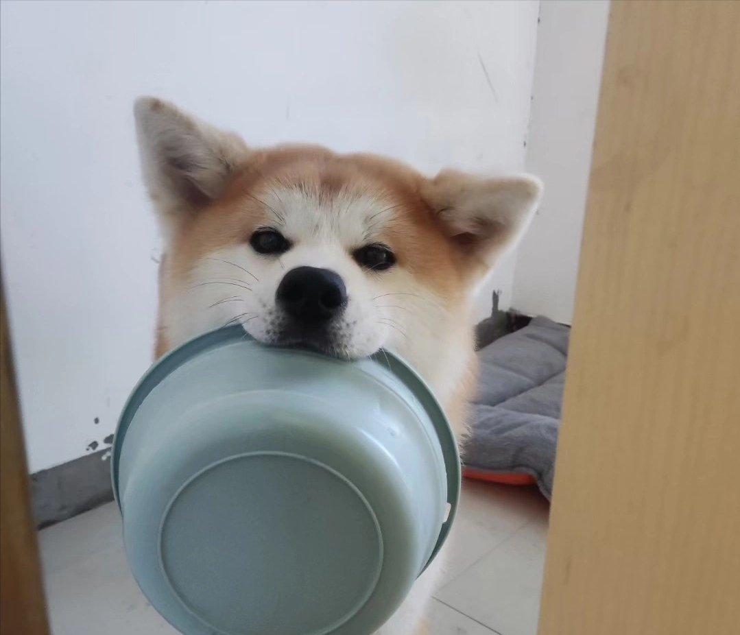 忽悠我养秋田犬的人,你们把我“害惨了”