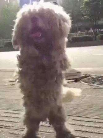 一只流浪狗的蜕变,感谢让它遇见了有爱的主人,从此不用颠沛流离