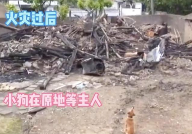 一场火灾让主人和狗狗分隔多日,狗狗不吃不喝等主人归来