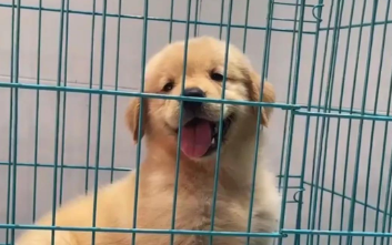 网购的宠物狗养几天就死?