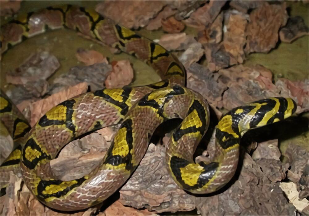 玉斑锦蛇身份信息