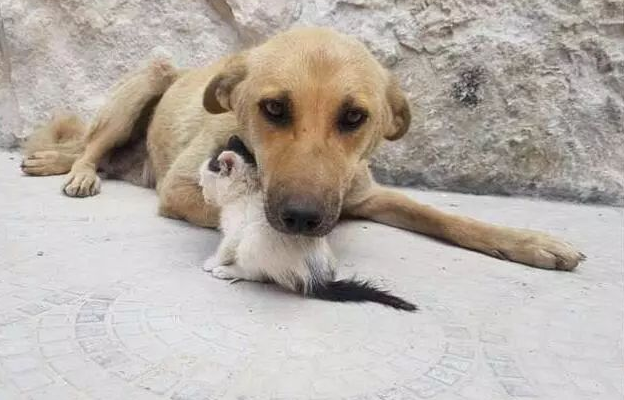 失去小狗的流浪狗妈妈,把小猫当做自己的亲生孩子来照顾……