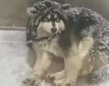 主人狠心把狗狗赶到雪地里睡觉,路人看见后却拍手叫好!