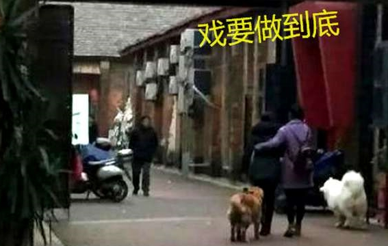 主人遛狗晕倒,金毛萨摩耶反应天差地远,其中一只就是白眼狼