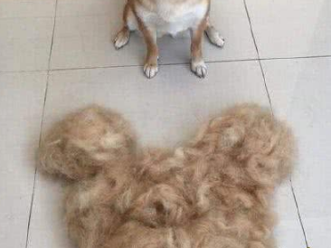 只是习惯性的给家里的柴犬梳毛,没想到给自己梳出了件狗毛大衣