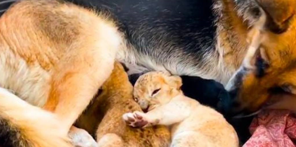 德国牧羊犬成为两只小狮子的“妈妈”