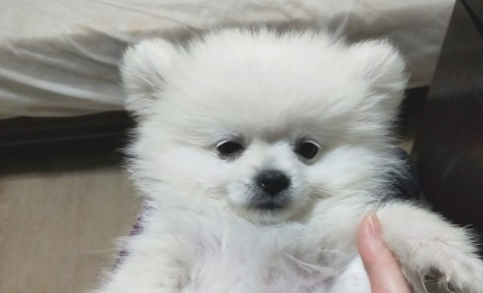 网友被博美看不上了，家中那么乱都不收拾，狗：还比不上个狗窝