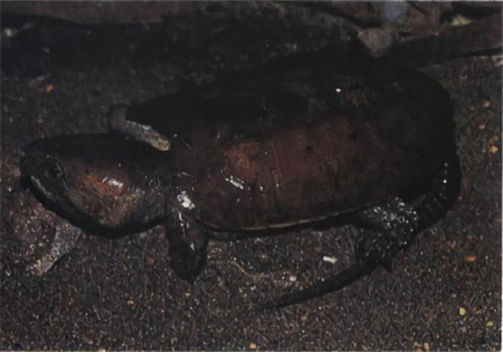 缅甸平胸龟身份信息